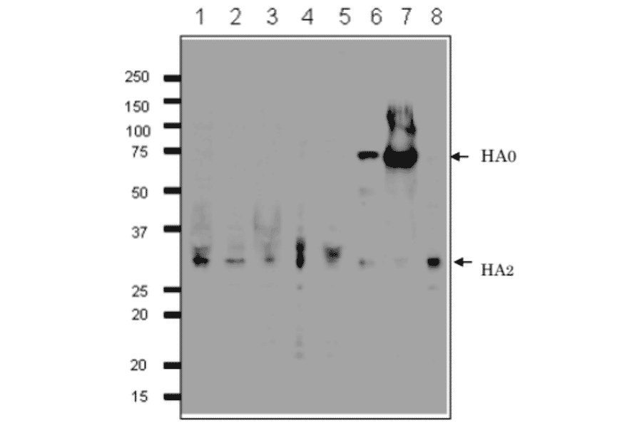 Detection of HA protein in the crude extracts of MDCK cells infected with various Influenza B virus strains by western blotting using 1H12 monoclonal antibody. 1. B/Mie/1/1993 2. B/Johannes Burg/5/1999 3. B/Florida/4/2006 4. B/Lee/1940 5. B/Florida/4/2006 6. Shandong/7/97 7. B/Malasia/2506/2004 8. B/Massachusetts/2/2012 First antibody was used at 1/500 dilution and as 2nd antibody, HRP-conjugated goat anti-mouse IgG antibody was used at 1/10,000 dilution. Positions of marker proteins are indicated in kDa on the left. Clone 1H12 recognizes an epitope on HA2 region..