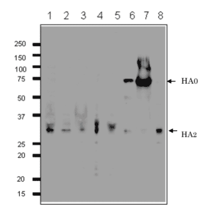 Detection of HA protein in the crude extracts of MDCK cells infected with various Influenza B virus strains by western blotting using 1H12 monoclonal antibody. 1. B/Mie/1/1993 2. B/Johannes Burg/5/1999 3. B/Florida/4/2006 4. B/Lee/1940 5. B/Florida/4/2006 6. Shandong/7/97 7. B/Malasia/2506/2004 8. B/Massachusetts/2/2012 First antibody was used at 1/500 dilution and as 2nd antibody, HRP-conjugated goat anti-mouse IgG antibody was used at 1/10,000 dilution. Positions of marker proteins are indicated in kDa on the left. Clone 1H12 recognizes an epitope on HA2 region..