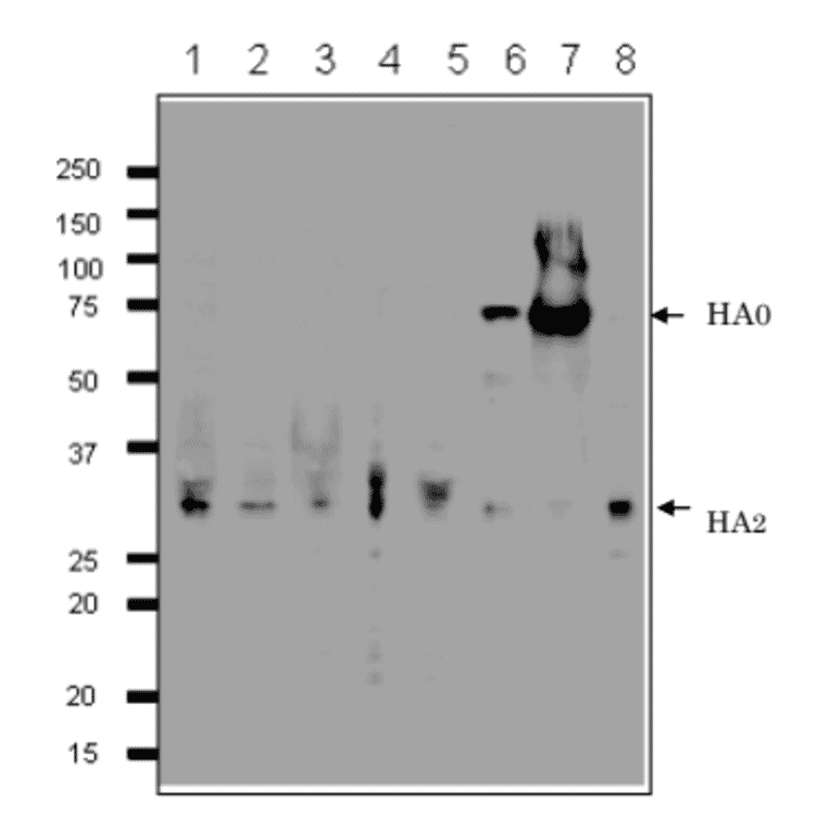 Detection of HA protein in the crude extracts of MDCK cells infected with various Influenza B virus strains by western blotting using 1H12 monoclonal antibody. 1. B/Mie/1/1993 2. B/Johannes Burg/5/1999 3. B/Florida/4/2006 4. B/Lee/1940 5. B/Florida/4/2006 6. Shandong/7/97 7. B/Malasia/2506/2004 8. B/Massachusetts/2/2012 First antibody was used at 1/500 dilution and as 2nd antibody, HRP-conjugated goat anti-mouse IgG antibody was used at 1/10,000 dilution. Positions of marker proteins are indicated in kDa on the left. Clone 1H12 recognizes an epitope on HA2 region..