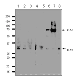 Detection of HA protein in the crude extracts of MDCK cells infected with various Influenza B virus strains by western blotting using 1H12 monoclonal antibody. 1. B/Mie/1/1993 2. B/Johannes Burg/5/1999 3. B/Florida/4/2006 4. B/Lee/1940 5. B/Florida/4/2006 6. Shandong/7/97 7. B/Malasia/2506/2004 8. B/Massachusetts/2/2012 First antibody was used at 1/500 dilution and as 2nd antibody, HRP-conjugated goat anti-mouse IgG antibody was used at 1/10,000 dilution. Positions of marker proteins are indicated in kDa on the left. Clone 1H12 recognizes an epitope on HA2 region..