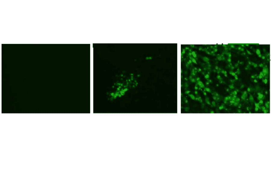 Immunofluorescence assay of MDCK (canine kidney ) cells infected with Influenza B virus, using anti-Influenza B virus HA antibody (clone 1H12). Anti-Influenza B Virus HA antibody (clone 1H12) efficiently detected the viruses in the infected MDCK cells with B/Malaysia/2506/2004 and B/Florida/4/2006 virus strains. The cells were fixed with 4% paraformaldehyde in phosphate-buffered saline (PBS) and permeabilized with 0.1% Triton X-100 in PBS. The bound antibody was visualized by a further reaction with an Alexa Fluor 488-conjugated secondary antibody (green). Image on the left is a negative control, mock-infected MDCK cells.