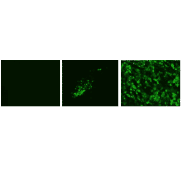 Immunofluorescence assay of MDCK (canine kidney ) cells infected with Influenza B virus, using anti-Influenza B virus HA antibody (clone 1H12). Anti-Influenza B Virus HA antibody (clone 1H12) efficiently detected the viruses in the infected MDCK cells with B/Malaysia/2506/2004 and B/Florida/4/2006 virus strains. The cells were fixed with 4% paraformaldehyde in phosphate-buffered saline (PBS) and permeabilized with 0.1% Triton X-100 in PBS. The bound antibody was visualized by a further reaction with an Alexa Fluor 488-conjugated secondary antibody (green). Image on the left is a negative control, mock-infected MDCK cells.