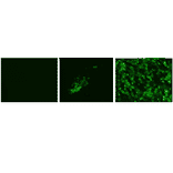 Immunofluorescence assay of MDCK (canine kidney ) cells infected with Influenza B virus, using anti-Influenza B virus HA antibody (clone 1H12). Anti-Influenza B Virus HA antibody (clone 1H12) efficiently detected the viruses in the infected MDCK cells with B/Malaysia/2506/2004 and B/Florida/4/2006 virus strains. The cells were fixed with 4% paraformaldehyde in phosphate-buffered saline (PBS) and permeabilized with 0.1% Triton X-100 in PBS. The bound antibody was visualized by a further reaction with an Alexa Fluor 488-conjugated secondary antibody (green). Image on the left is a negative control, mock-infected MDCK cells.