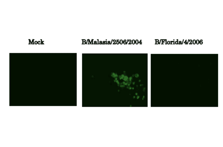 Immunofluorescence assay of MDCK (canine kidney ) cells infected with Influenza B virus, using anti-Influenza B virus HA antibody (clone 10B8). Samples were taken at 24 hours post-infection. Anti-Influenza B Virus HA antibody (clone 10B8)) efficiently detected HA in the B/Malasia/2506/2004 virus (Victorial group) but not in B/Florida/4/2006 virus (Yamagata group) infected MDCK cells. The cells were fixed with 4% paraformaldehyde in phosphate-buffered saline (PBS) and permeabilized with 0.1% Triton X-100 in PBS. The bound antibody was visualized by a further reaction with an Alexa Fluor 488-conjugated secondary antibody. Images on the left are mock-infected MDCK cells as negative control.