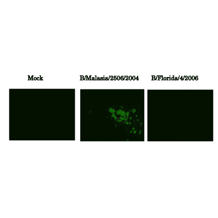 Immunofluorescence assay of MDCK (canine kidney ) cells infected with Influenza B virus, using anti-Influenza B virus HA antibody (clone 10B8). Samples were taken at 24 hours post-infection. Anti-Influenza B Virus HA antibody (clone 10B8)) efficiently detected HA in the B/Malasia/2506/2004 virus (Victorial group) but not in B/Florida/4/2006 virus (Yamagata group) infected MDCK cells. The cells were fixed with 4% paraformaldehyde in phosphate-buffered saline (PBS) and permeabilized with 0.1% Triton X-100 in PBS. The bound antibody was visualized by a further reaction with an Alexa Fluor 488-conjugated secondary antibody. Images on the left are mock-infected MDCK cells as negative control.