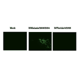 Immunofluorescence assay of MDCK (canine kidney ) cells infected with Influenza B virus, using anti-Influenza B virus HA antibody (clone 10B8). Samples were taken at 24 hours post-infection. Anti-Influenza B Virus HA antibody (clone 10B8)) efficiently detected HA in the B/Malasia/2506/2004 virus (Victorial group) but not in B/Florida/4/2006 virus (Yamagata group) infected MDCK cells. The cells were fixed with 4% paraformaldehyde in phosphate-buffered saline (PBS) and permeabilized with 0.1% Triton X-100 in PBS. The bound antibody was visualized by a further reaction with an Alexa Fluor 488-conjugated secondary antibody. Images on the left are mock-infected MDCK cells as negative control.