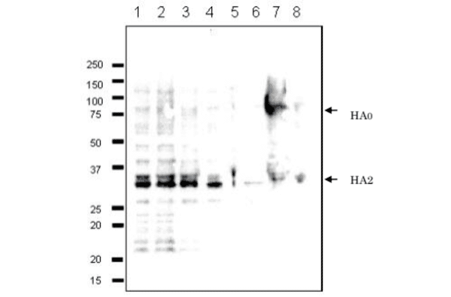 g. 2 Detection of HA protein in the crude extracts of MDCK cells infected with various Influenza B virus strains by western blotting using 10B8 monoclonal antibody. 1. B/Mie/1/1993 2. B/Johannes Burg/5/1999 3. B/Florida/4/2006 4. B/Lee/1940 5. B/Florida/4/2006 6. Shandong/7/97 7. B/Malasia/2506/2004 8. B/Massachusetts/2/2012 First antibody was used at 1/500 dilution and as 2nd antibody, HRP-conjugated goat anti-mouse IgG antibody was used at 1/10,000 dilution. Positions of marker proteins are indicated in kDa on the left. Clone 10B8 recognizes an epitope on HA2