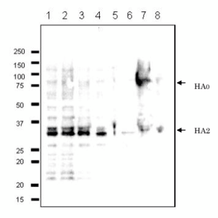 g. 2 Detection of HA protein in the crude extracts of MDCK cells infected with various Influenza B virus strains by western blotting using 10B8 monoclonal antibody. 1. B/Mie/1/1993 2. B/Johannes Burg/5/1999 3. B/Florida/4/2006 4. B/Lee/1940 5. B/Florida/4/2006 6. Shandong/7/97 7. B/Malasia/2506/2004 8. B/Massachusetts/2/2012 First antibody was used at 1/500 dilution and as 2nd antibody, HRP-conjugated goat anti-mouse IgG antibody was used at 1/10,000 dilution. Positions of marker proteins are indicated in kDa on the left. Clone 10B8 recognizes an epitope on HA2