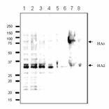 g. 2 Detection of HA protein in the crude extracts of MDCK cells infected with various Influenza B virus strains by western blotting using 10B8 monoclonal antibody. 1. B/Mie/1/1993 2. B/Johannes Burg/5/1999 3. B/Florida/4/2006 4. B/Lee/1940 5. B/Florida/4/2006 6. Shandong/7/97 7. B/Malasia/2506/2004 8. B/Massachusetts/2/2012 First antibody was used at 1/500 dilution and as 2nd antibody, HRP-conjugated goat anti-mouse IgG antibody was used at 1/10,000 dilution. Positions of marker proteins are indicated in kDa on the left. Clone 10B8 recognizes an epitope on HA2