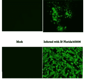 Immunofluorescence assay of MDCK (canine kidney ) cells infected with Influenza B virus, using anti-Influenza B virus NP antibody (clone 8C8). Samples were taken at 24 hours post-infection. Anti-Influenza B Virus NP antibody (clone 8C8) efficiently detected the viruses in the infected MDCK cells. The cells were fixed with 4% paraformaldehyde in phosphate-buffered saline (PBS) and permeabilized with 0.1% Triton X-100 in PBS. The bound antibody was visualized by a further reaction with an Alexa Fluor 488-conjugated secondary antibody. Images on the left are mock-infected MDCK cells as negative control. The cells infected with an Influenza B virus vaccine strain, Malaysia/2506/2004 as a representative of Victoria group is shown in the upper panel and Florida/4/2006 as Yamagata group in the lower panel.