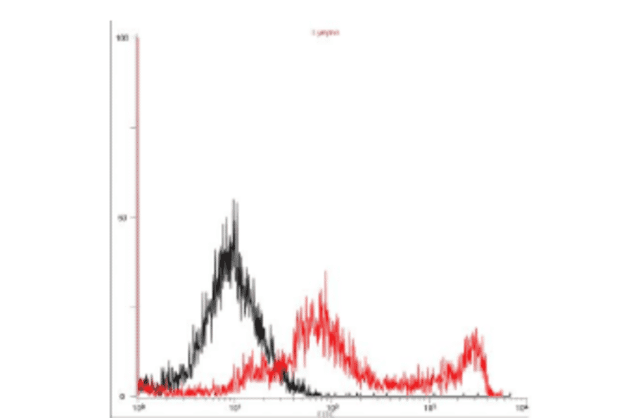 4. Flow cytometry analysis of gQ1 expression on the cell surface in a transient expression system. 293T cells were transfected with gQ1 expression plasmid. The cells were harvested on second day postinfection, fixed with 4% PFA, permeabilized with 0.1% Triton-X100, incubated with anti-gQ1 antibody (119) and then with FITC-conjugated anti-mouse IgG antibody. Histograms show fluorescence intensities measured in arbitrary units on a log scale (x axis) and relative cell numbers on a linear scale (y axis). Black line is control and red line is gQ1 introduced cells.