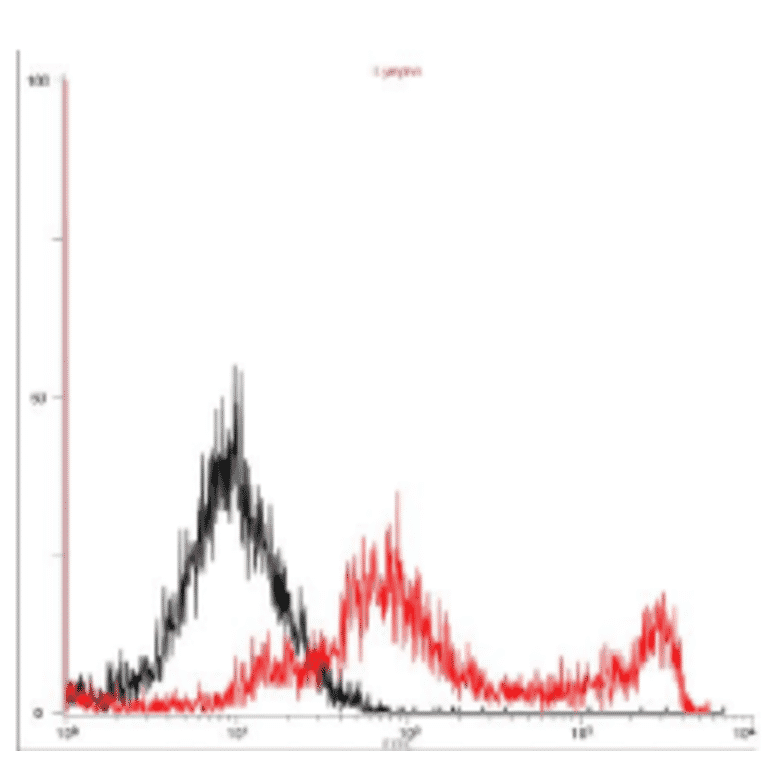 4. Flow cytometry analysis of gQ1 expression on the cell surface in a transient expression system. 293T cells were transfected with gQ1 expression plasmid. The cells were harvested on second day postinfection, fixed with 4% PFA, permeabilized with 0.1% Triton-X100, incubated with anti-gQ1 antibody (119) and then with FITC-conjugated anti-mouse IgG antibody. Histograms show fluorescence intensities measured in arbitrary units on a log scale (x axis) and relative cell numbers on a linear scale (y axis). Black line is control and red line is gQ1 introduced cells.