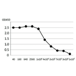 Titration of antibody reactivity of anti-VZV gE (#9) by indirect ELISA using lysate of VZV-infected MRC-5 cells. 