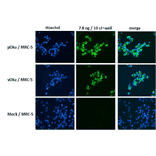 Figure. Immunofluorescence staining of VZV glycoprotein H in VZV-infected MRC-5 cells by using anti-VZV gH antibody (clone OAKK39). MRC-5 was infected with VZV pOka strain, vaccine strai vOka or mock-infected. Anti-VZV gH antibody was used at about 1/1,000 dilution. As second antibody, Alexa Fluor 488 donkey anti-mouse IgG [H+L] (Life Technology No. A21202) was used at 1/200 dilution. Nuclei were stained with Hoechst 33342. 