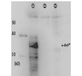 Figure. Identification of Prion protein in crude cell extract by Western blotting using the monoclonal antibody 2C5-5. Lane 1: Extract of rabbit kidney cells RK13 over-expressing prion protein Lane 2: Negative control; extract of the vector infected cells Lane 3: Negative control; extract of RK13 cells