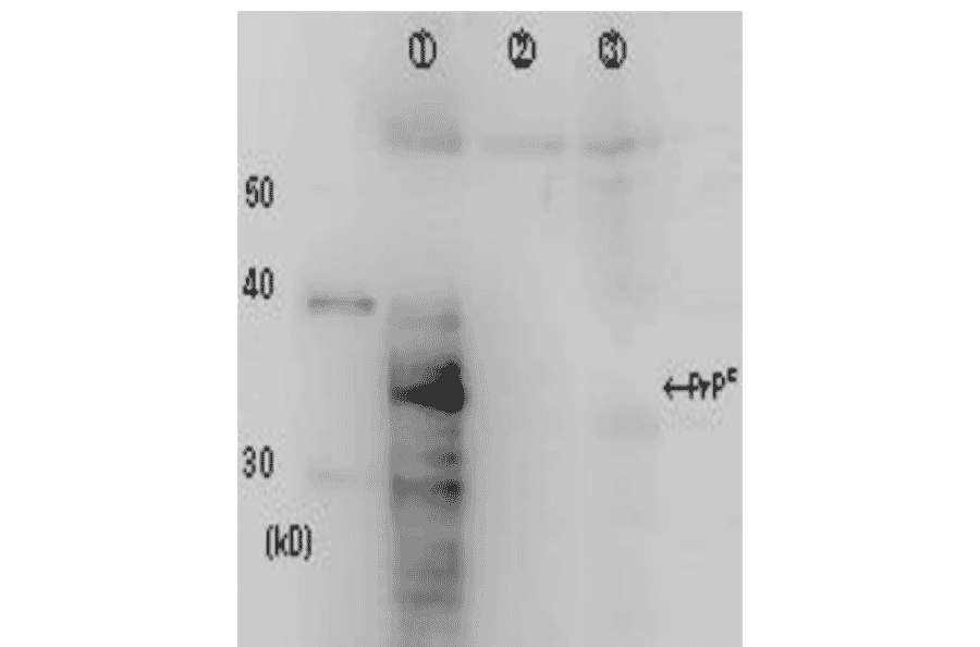 Figure. Identification of Prion protein in crude cell extract by Western blotting using the monoclonal antibody 2C5-5. Lane 1: Extract of rabbit kidney cells RK13 over-expressing prion protein Lane 2: Negative control; extract of the vector infected cells Lane 3: Negative control; extract of RK13 cells
