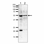 Identifiction of endogeneous ?-tubulin in whole cell extracts by western blot .