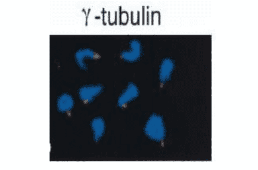 Immunofluorescent staining of ?-tubulin accumulated at sperm centriole in demembranated