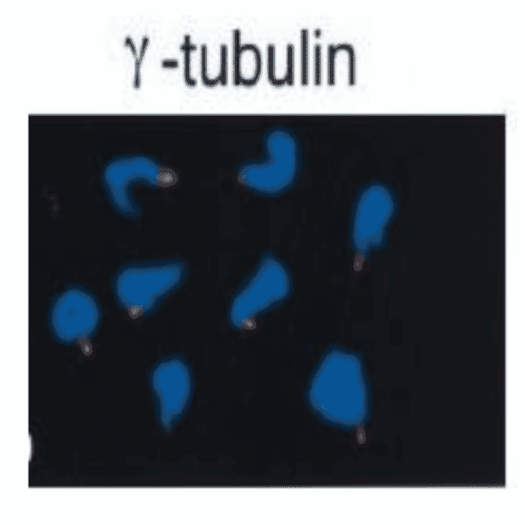 Immunofluorescent staining of ?-tubulin accumulated at sperm centriole in demembranated