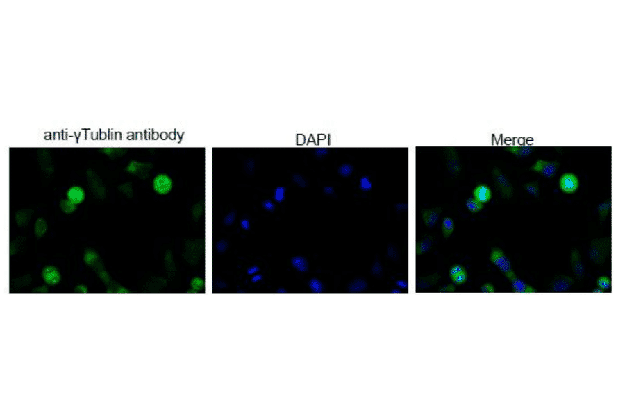 Immunofluorescence staining of ?-tublin in Hela cells by using this anti-?-tublin antibody
