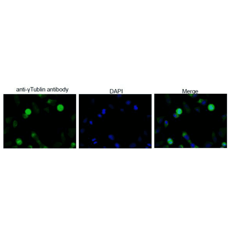 Immunofluorescence staining of ?-tublin in Hela cells by using this anti-?-tublin antibody