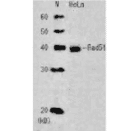 Detection of endogenous Rad51 in whole cell extract of HeLa cells. Anti-Rad51 Antibody was used at 1:2,000 dilution.