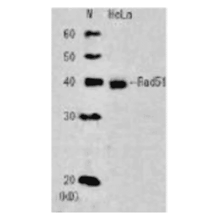 Detection of endogenous Rad51 in whole cell extract of HeLa cells. Anti-Rad51 Antibody was used at 1:2,000 dilution.