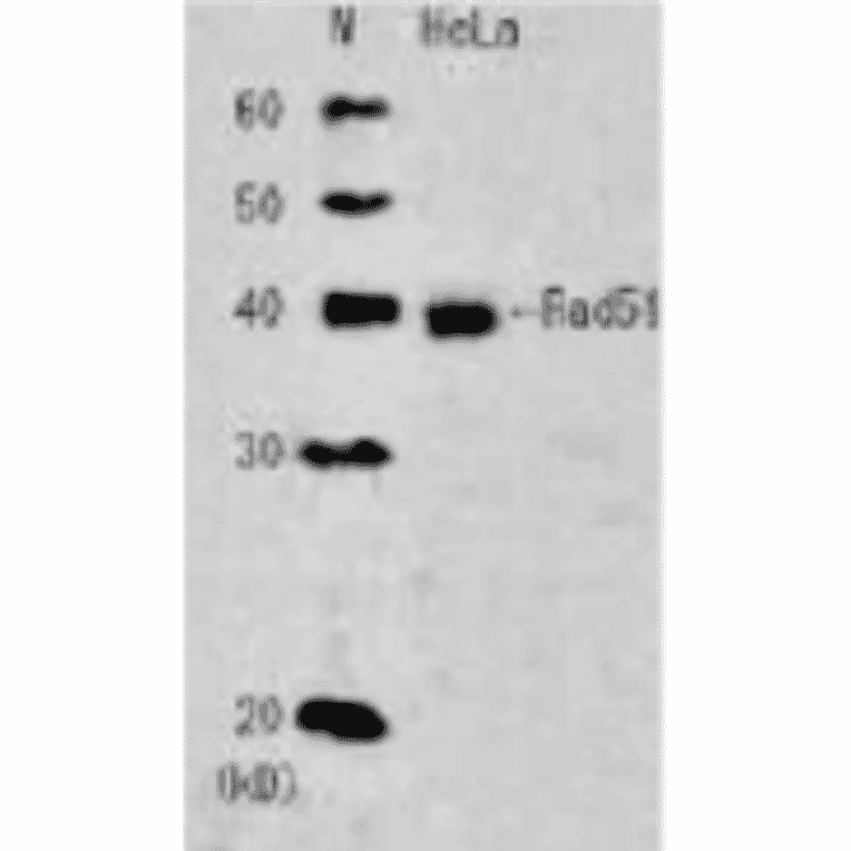 Detection of endogenous Rad51 in whole cell extract of HeLa cells. Anti-Rad51 Antibody was used at 1:2,000 dilution.