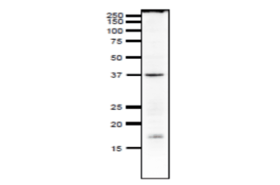 Detection of endogenous Rad51 in crude extract of Xenopus. Anti-Rad51 Antibody was used at 1:1,000 dilution.