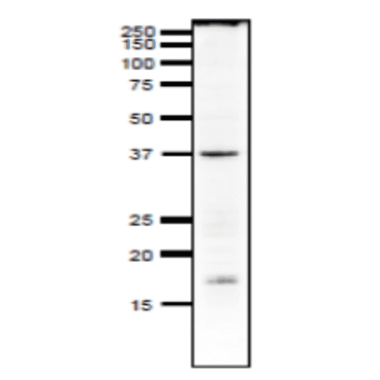Detection of endogenous Rad51 in crude extract of Xenopus. Anti-Rad51 Antibody was used at 1:1,000 dilution.