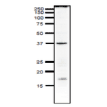 Detection of endogenous Rad51 in crude extract of Xenopus. Anti-Rad51 Antibody was used at 1:1,000 dilution.