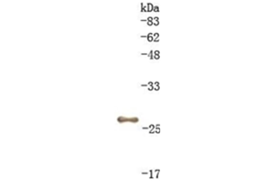 Western Blot - Anti-GST Antibody (010804C10) - Antibodies.com