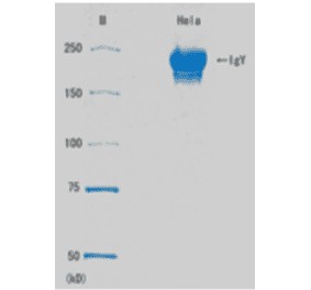 SDS-PAGE of Anti-Rad51 Antibody.