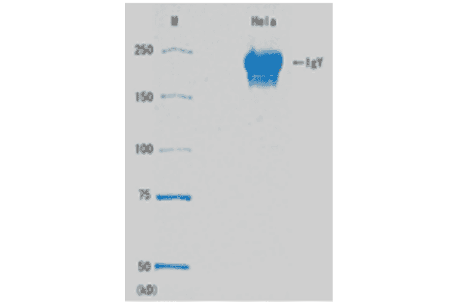 SDS-PAGE of Anti-Rad51 Antibody.