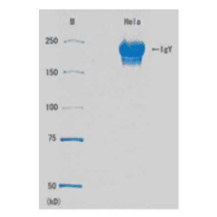 SDS-PAGE of Anti-Rad51 Antibody.