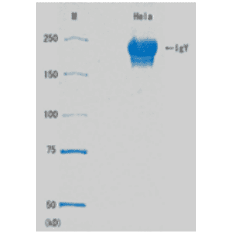 SDS-PAGE of Anti-Rad51 Antibody.