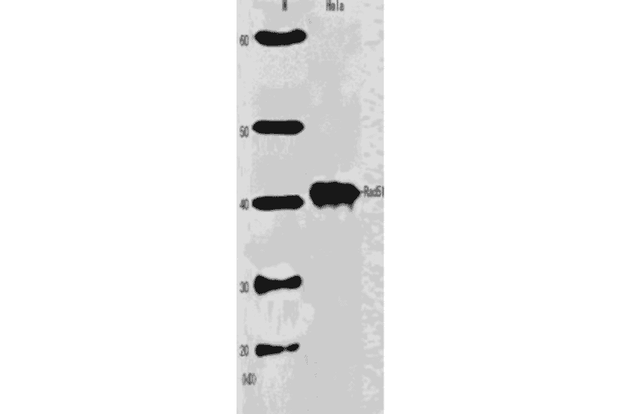 Western blot analysis of Rad51 in HeLa cell extract (1:2,000 dilution).