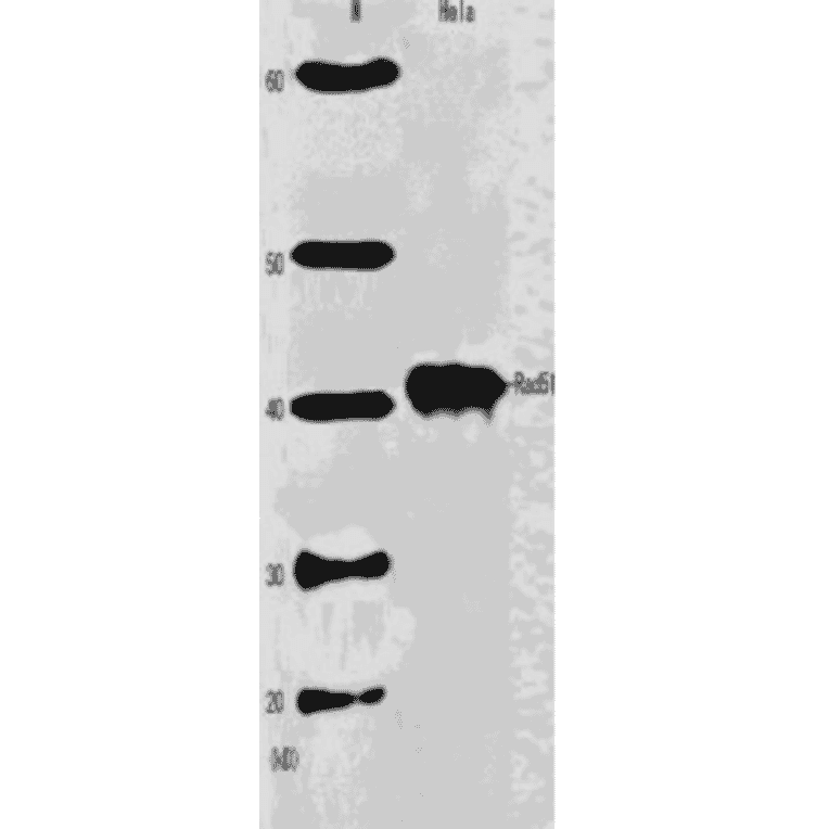 Western blot analysis of Rad51 in HeLa cell extract (1:2,000 dilution).