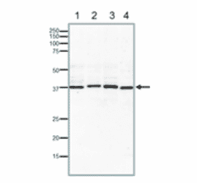 Western blotting of endogenous Rad51 proteins in crude extracts of varius animal cells. 15% SDS-PAGE was used. Blotting was done at 15 v overnight with wet system. Anti-Rad51 Antibody was used at 1:1,000 dilution. Lane 1: MCF7 (human) cells (40µg). Lane 2: NIH3T3 (mouse) cells (40µg). Lane 3: CHO (hamster) cells (40µg). Lane 4: Xenopus laevis (frog) egg (40µg).