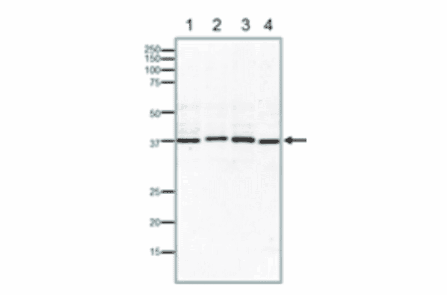 Western blotting of endogenous Rad51 proteins in crude extracts of varius animal cells. 15% SDS-PAGE was used. Blotting was done at 15 v overnight with wet system. Anti-Rad51 Antibody was used at 1:1,000 dilution. Lane 1: MCF7 (human) cells (40µg). Lane 2: NIH3T3 (mouse) cells (40µg). Lane 3: CHO (hamster) cells (40µg). Lane 4: Xenopus laevis (frog) egg (40µg).