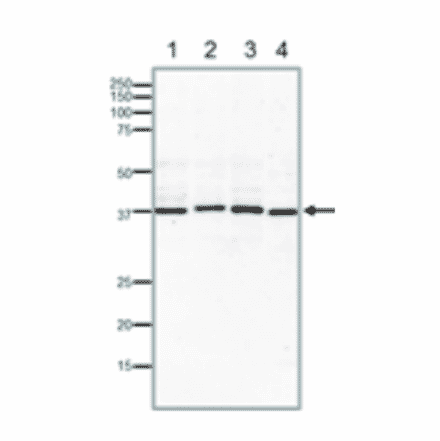Western blotting of endogenous Rad51 proteins in crude extracts of varius animal cells. 15% SDS-PAGE was used. Blotting was done at 15 v overnight with wet system. Anti-Rad51 Antibody was used at 1:1,000 dilution. Lane 1: MCF7 (human) cells (40µg). Lane 2: NIH3T3 (mouse) cells (40µg). Lane 3: CHO (hamster) cells (40µg). Lane 4: Xenopus laevis (frog) egg (40µg).