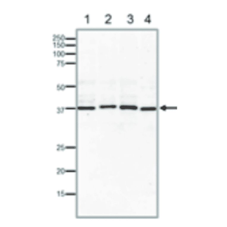 Western blotting of endogenous Rad51 proteins in crude extracts of varius animal cells. 15% SDS-PAGE was used. Blotting was done at 15 v overnight with wet system. Anti-Rad51 Antibody was used at 1:1,000 dilution. Lane 1: MCF7 (human) cells (40µg). Lane 2: NIH3T3 (mouse) cells (40µg). Lane 3: CHO (hamster) cells (40µg). Lane 4: Xenopus laevis (frog) egg (40µg).