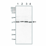 Western blotting of endogenous Rad51 proteins in crude extracts of varius animal cells. 15% SDS-PAGE was used. Blotting was done at 15 v overnight with wet system. Anti-Rad51 Antibody was used at 1:1,000 dilution. Lane 1: MCF7 (human) cells (40µg). Lane 2: NIH3T3 (mouse) cells (40µg). Lane 3: CHO (hamster) cells (40µg). Lane 4: Xenopus laevis (frog) egg (40µg).