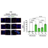 immunofluorescence - Anti-Rad51 Antibody (A351) - Antibodies.com Citation