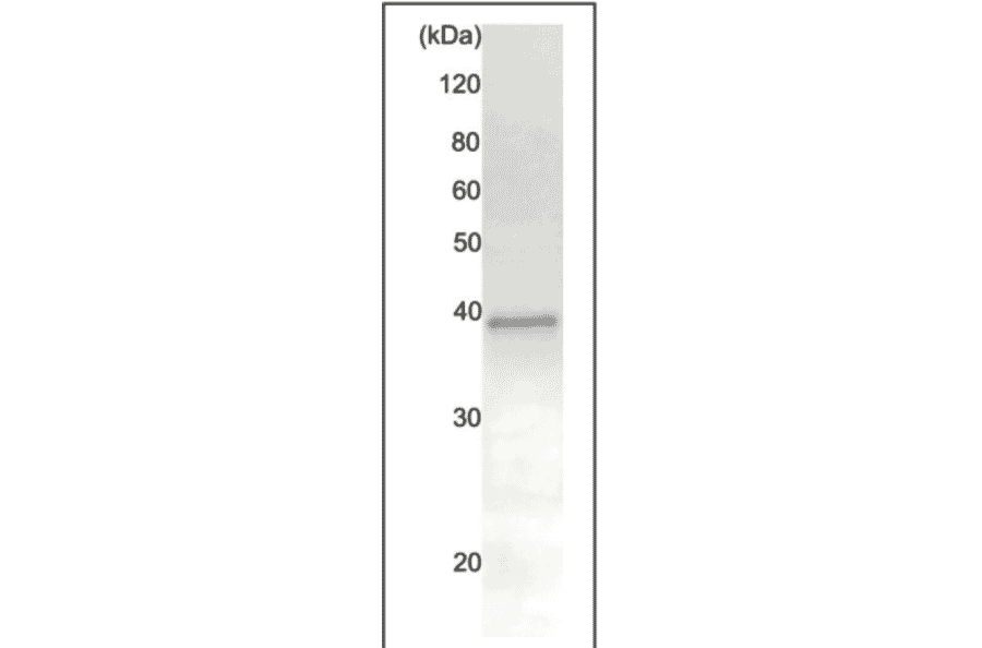 Immunoprecipitation of Rad51 protein from crude extract of HeLa cells using Anti-Rad51 Antibody. Anti-Rad51 Antibody (20µg) was incubated with 20µg of HeLa cell extract, and precipitated with 20µg of protein A-beads. The sample was dissociated from the precipitate by heating in SDS-sample buffer and analyzed by western blotting with Anti-Rad51 Antibody (70-005) at 1:1,000 dilution. Rabbit Anti-Chicken IgG Antibody was used as a secondary at 1:10,000 dilution.