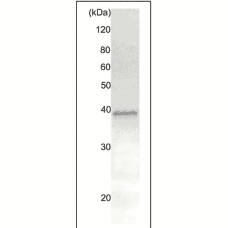 Immunoprecipitation of Rad51 protein from crude extract of HeLa cells using Anti-Rad51 Antibody. Anti-Rad51 Antibody (20µg) was incubated with 20µg of HeLa cell extract, and precipitated with 20µg of protein A-beads. The sample was dissociated from the precipitate by heating in SDS-sample buffer and analyzed by western blotting with Anti-Rad51 Antibody (70-005) at 1:1,000 dilution. Rabbit Anti-Chicken IgG Antibody was used as a secondary at 1:10,000 dilution.