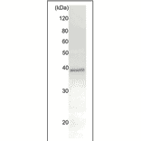 Immunoprecipitation of Rad51 protein from crude extract of HeLa cells using Anti-Rad51 Antibody. Anti-Rad51 Antibody (20µg) was incubated with 20µg of HeLa cell extract, and precipitated with 20µg of protein A-beads. The sample was dissociated from the precipitate by heating in SDS-sample buffer and analyzed by western blotting with Anti-Rad51 Antibody (70-005) at 1:1,000 dilution. Rabbit Anti-Chicken IgG Antibody was used as a secondary at 1:10,000 dilution.