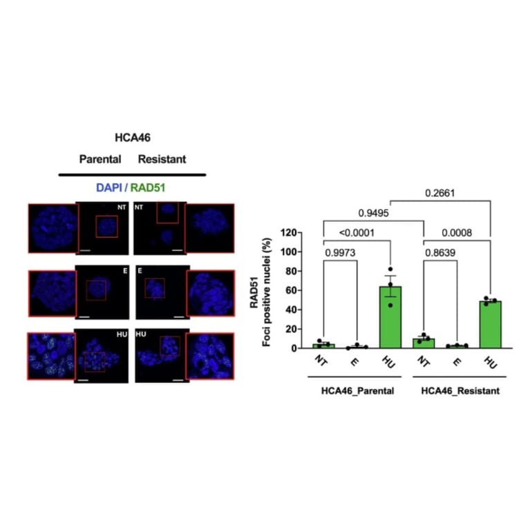 immunofluorescence - Anti-Rad51 Antibody (A351) - Antibodies.com Citation