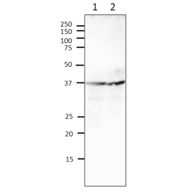 Western blot of endogenous Rad52 protein in rat cell lysate. Lane 1: Human MCF7 cell lysate (80µg). Lane 2: Rat PC12 cell lysate (80µg). Proteins in the lysates were separated on SDS-PAGE (12.5 % gel), and blotted to PVDF membrane at 15 V overnight. The membrane was blocked with 3% skim milk. Anti-Rad51 Antibody was used at 1:1,000 dilution and Goat Anti-Rabbit IgG Antibody was used as the secondary at 1:10,000. dilution.