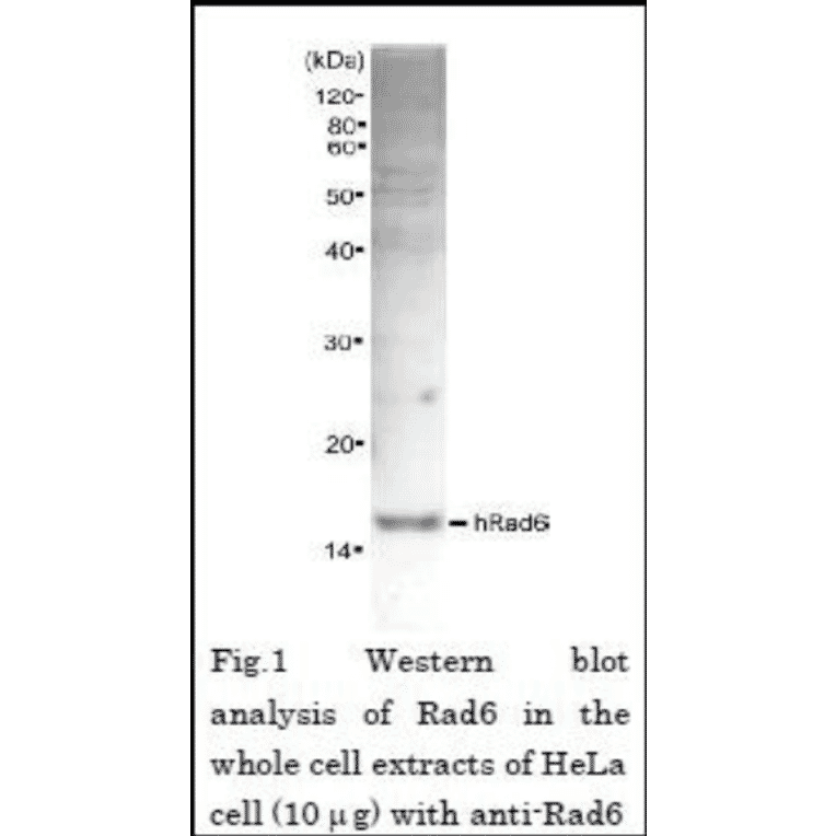 Western blot analysis of Rad6 in the whole cell extracts of Hela cell (10µg) with Anti-Rad6 Antibody.